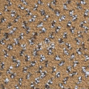 Ковролин Balsan Impression Roll 769 фото 1 | FLOORDEALER